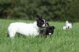 BOULEDOGUE FRANCAIS 726